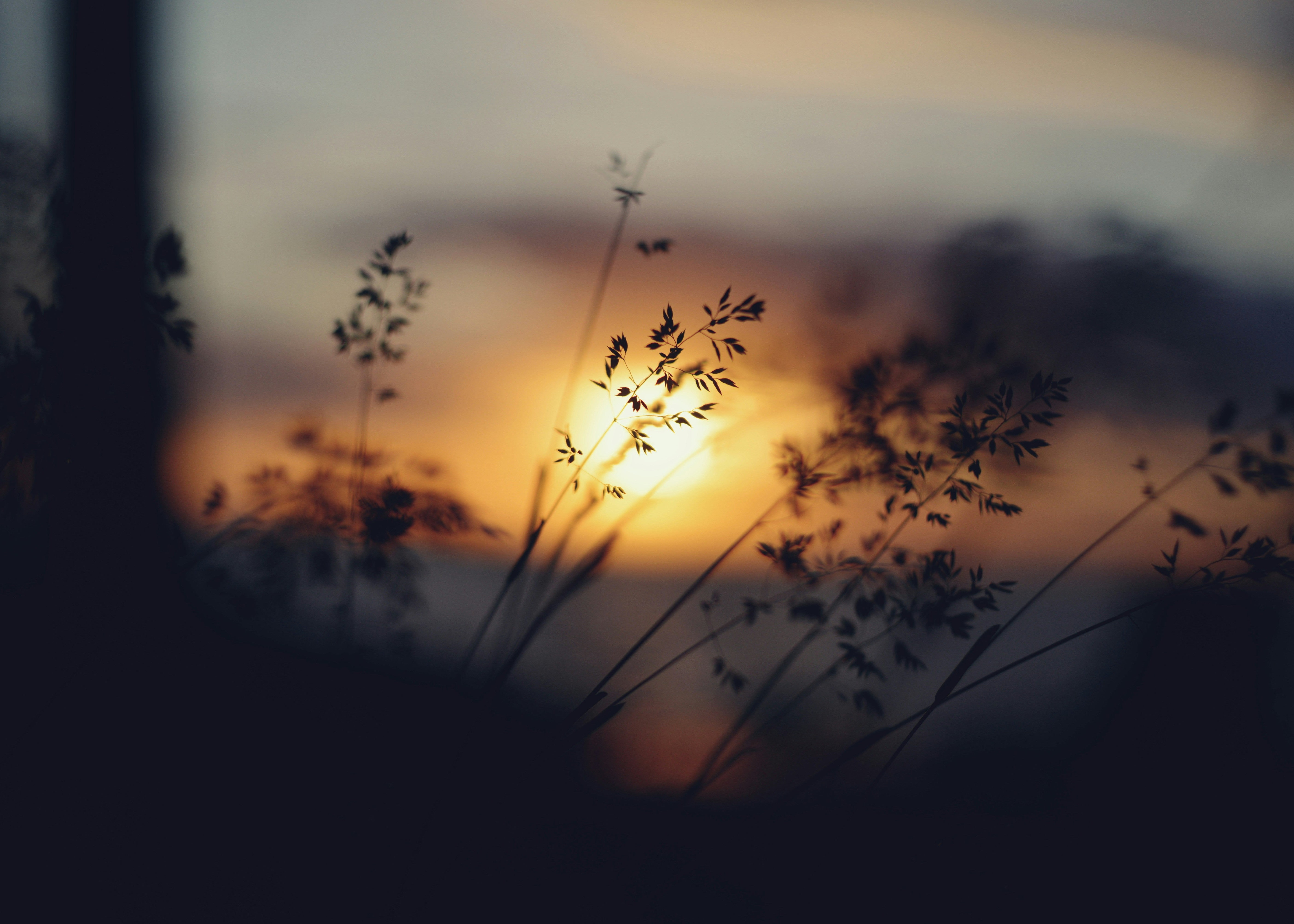 Delicate grass silhouetted against a warm golden sunset, evoking the quiet transition between morning and evening