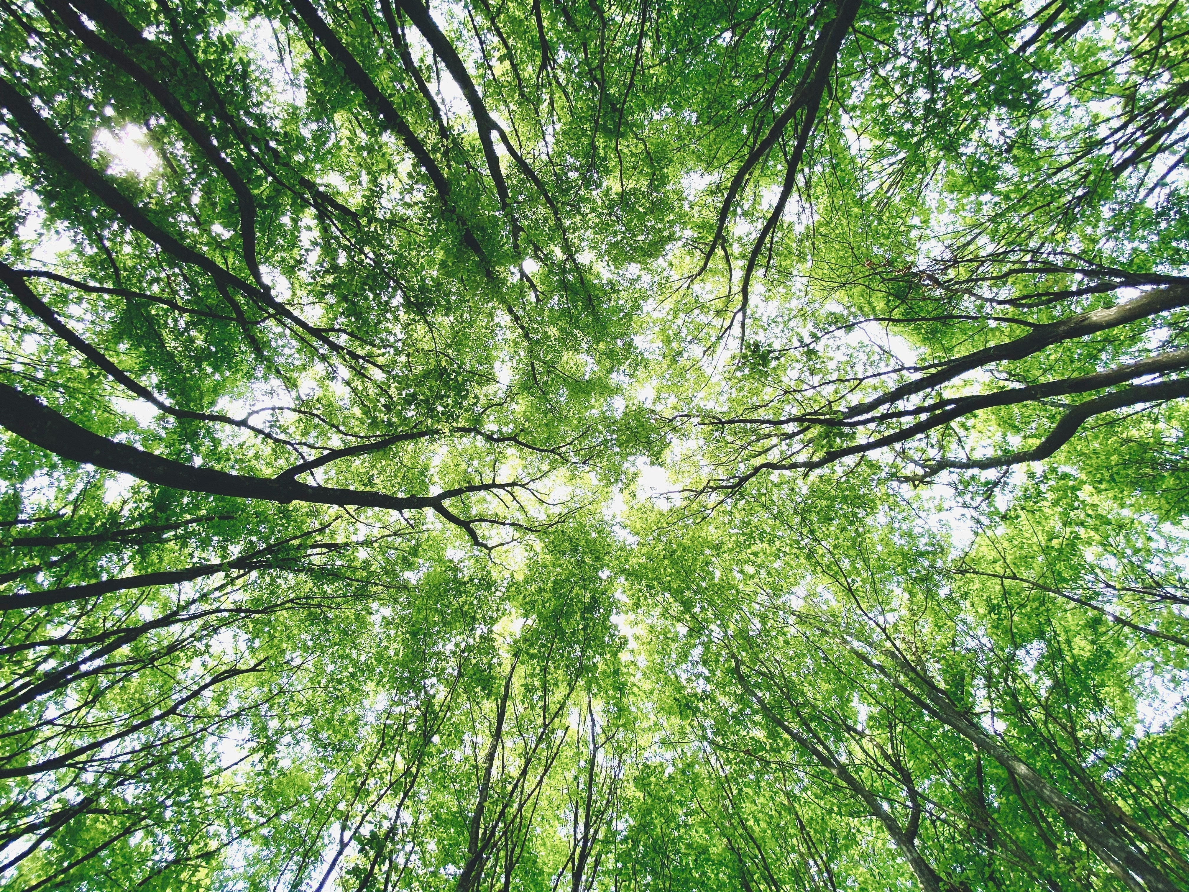 looking up through a forest canopy, green leaves and light filtering through