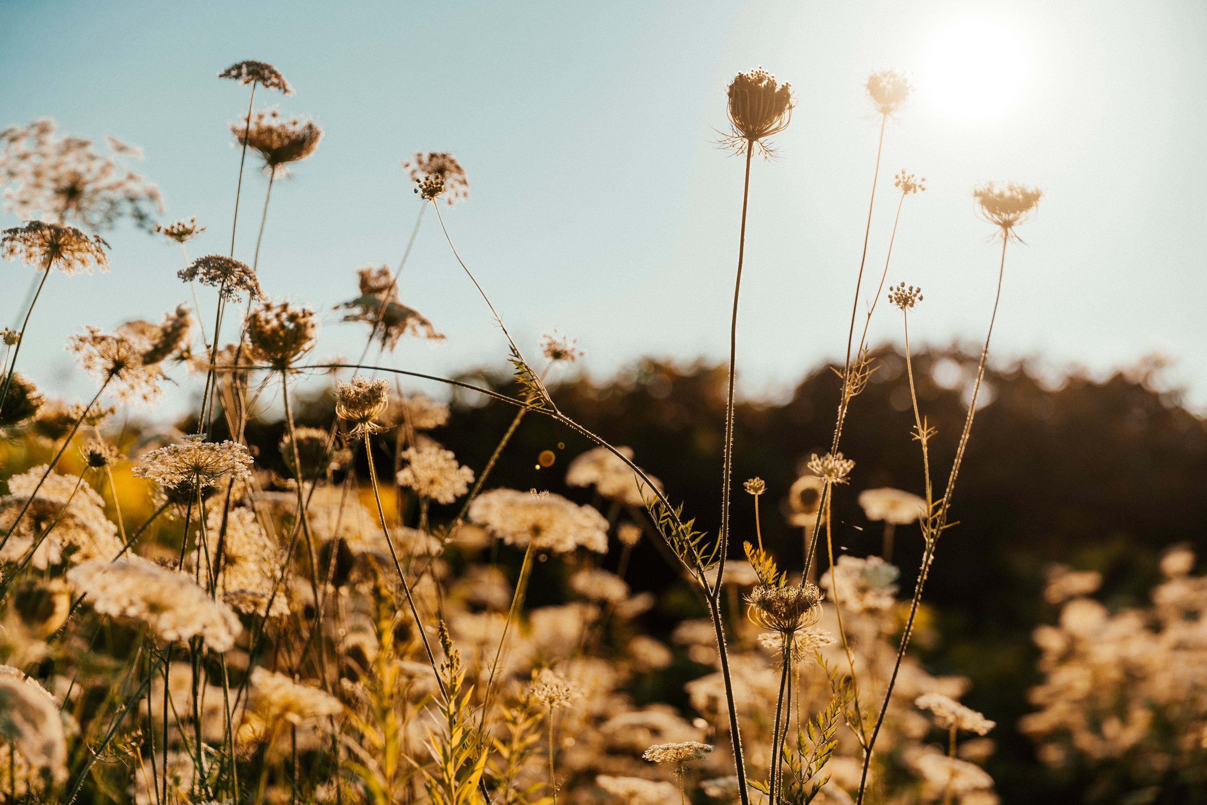 Soft wildflowers moving in warm natural light, representing a calm and considered approach to skin and wellbeing.